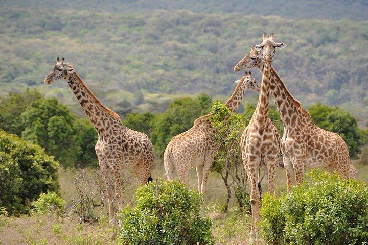 Arusha National Park Day Tour