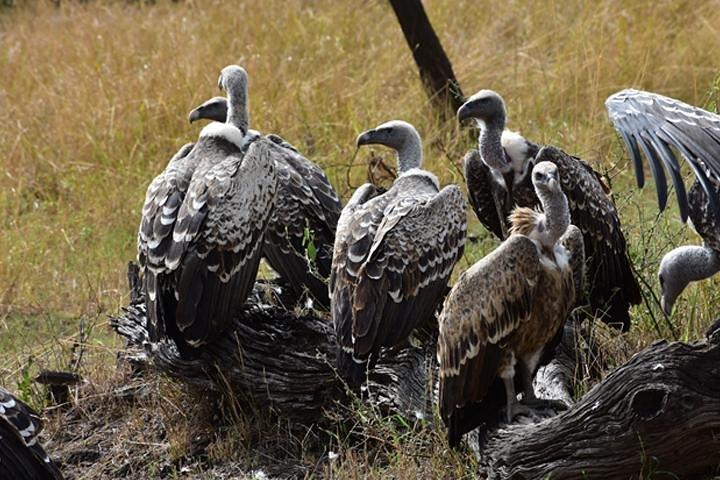 7 dagar: Great Migration Mara River Crossing (Manyara, Ngorongoro And Serengeti)