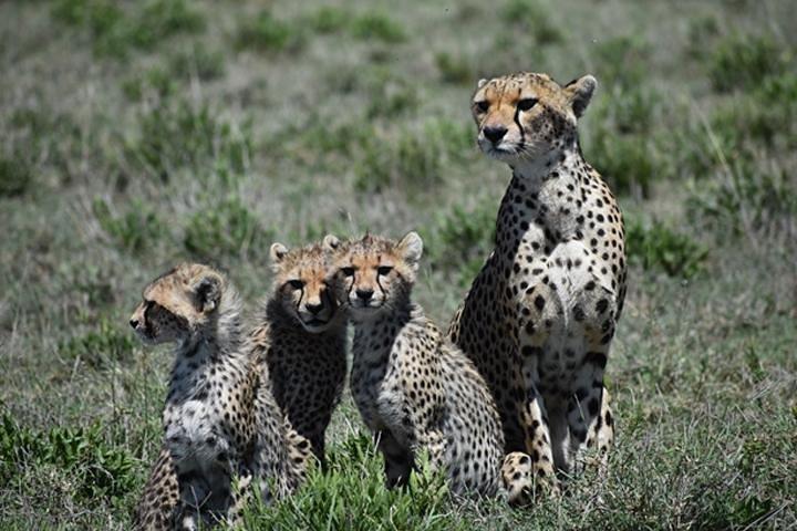 7 dagar: Great Migration Mara River Crossing (Manyara, Ngorongoro And Serengeti)