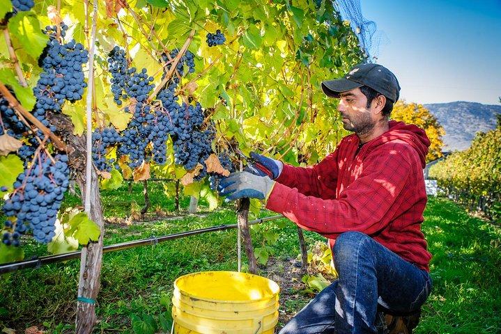 8 ore Napa o Sonoma Wine Tour in limousine privata