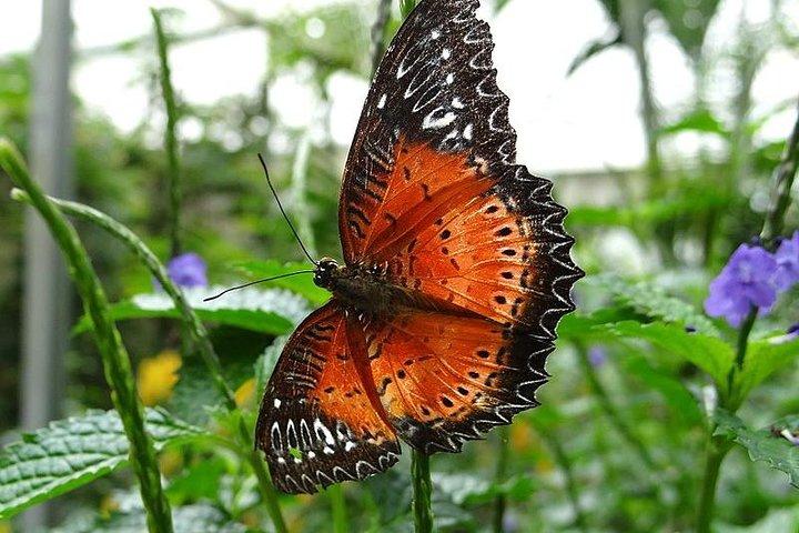 2Days 1Night Excursion privée de Cameron Highland et de l'île de Penang au départ de Kuala Lumpur