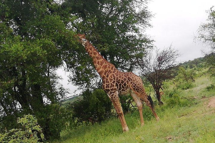 Pilanesberg heldagssafari privat