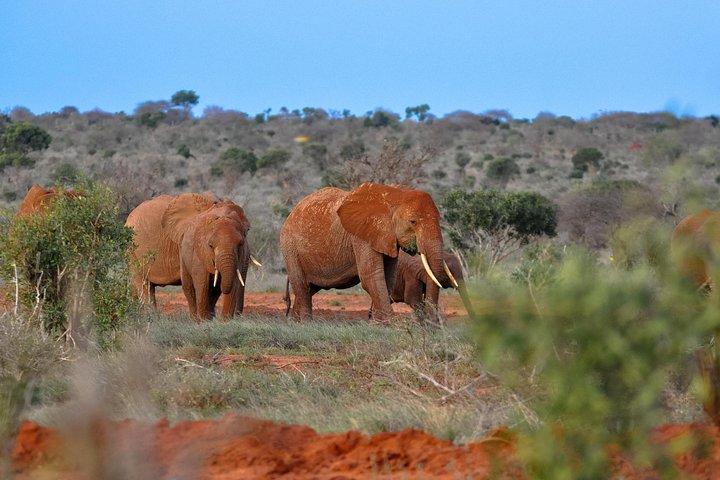 1 - デイツァボイースト国立公園ワイルドライフサファリモンバサ発
