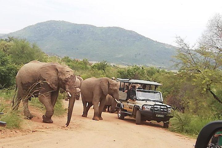 4 Dagen Kruger Nationaal Park met Panorama : Vanuit Johannesburg
