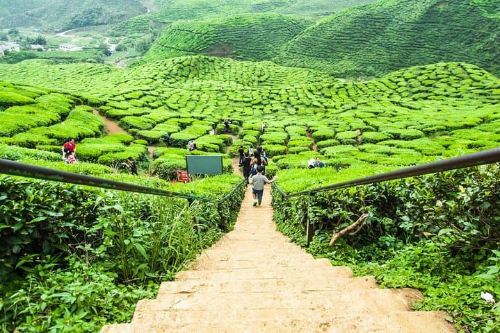 Day Trip to Cameron Highlands: Nature Escape from Kuala Lumpur