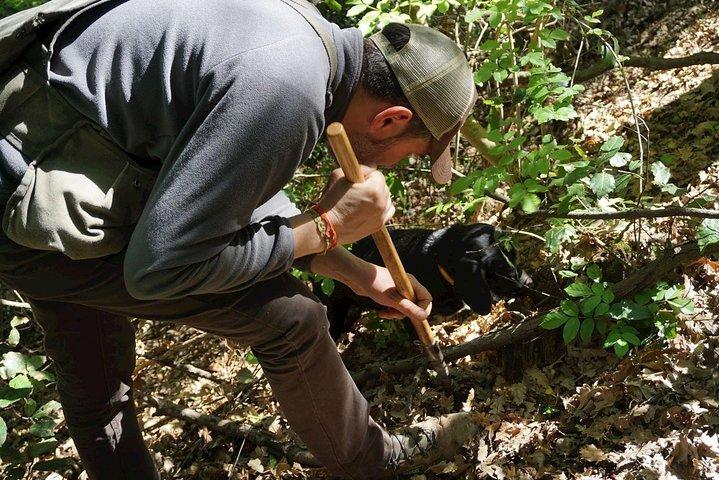 Caza privada de trufas en Chianti
