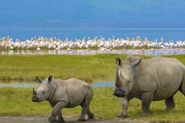 Day Tour To Lake Nakuru Park With Optional Boat Ride on Lake Naivasha