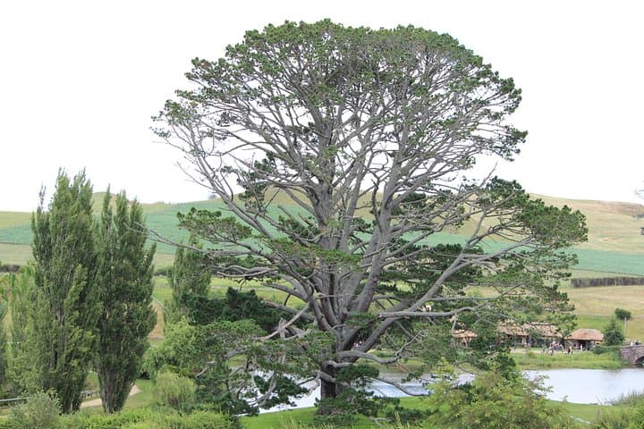 Hobbiton Afternoon Tour in Luxury Minibus from Auckland
