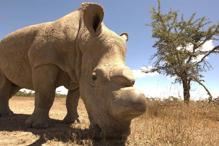 Day trip to Ol Pejeta conservancy from Nairobi