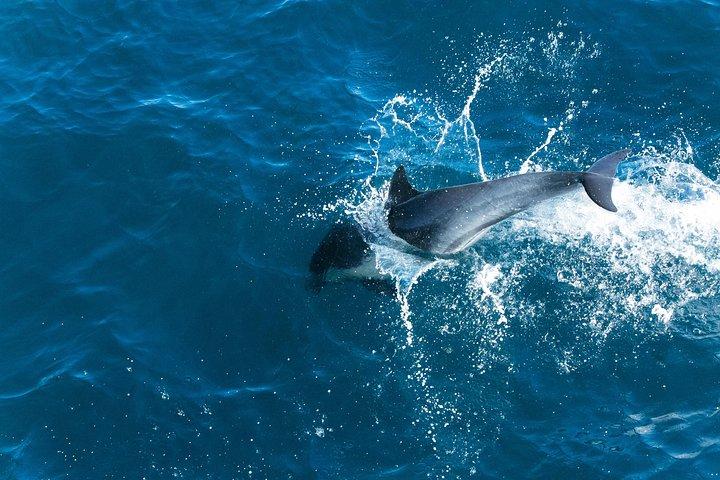 Experiência de observação de golfinhos na costa sudoeste de Maiorca