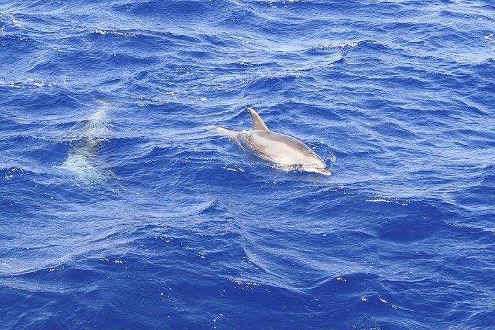 Experiência de observação de golfinhos na costa sudoeste de Maiorca