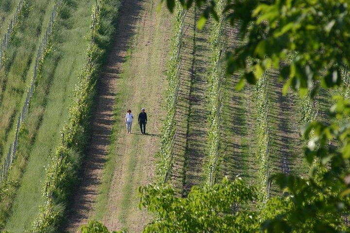 Histoires d'amour et de vin à Torrechiara, dans le Val Parme