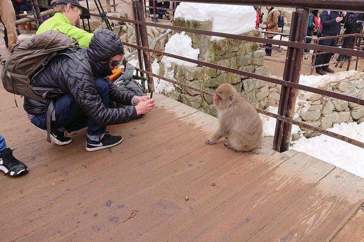 Day Trip to See the Snow Monkeys from Shinjuku with Lunch Buffet