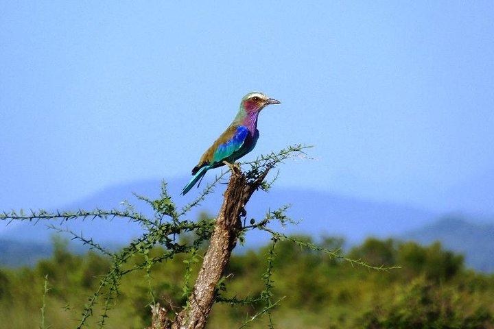 3 dage - Game Viewing Safari i Nyerere National Park