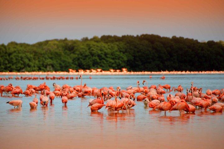 Celestun Biosphere Reserve Tour fra Merida
