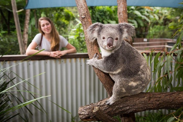 Breakfast with the Koalas at Hartley's Crocodile Park from Cairns or Palm Cove