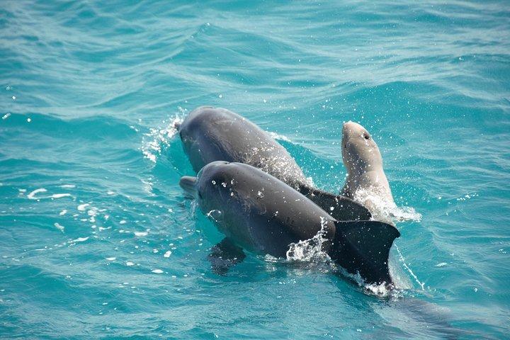 Snubfin Dolphin Eco Cruise vanuit Broome