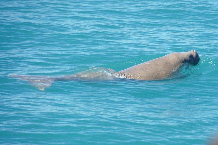 Snubfin Dolphin Eco Cruise vanuit Broome