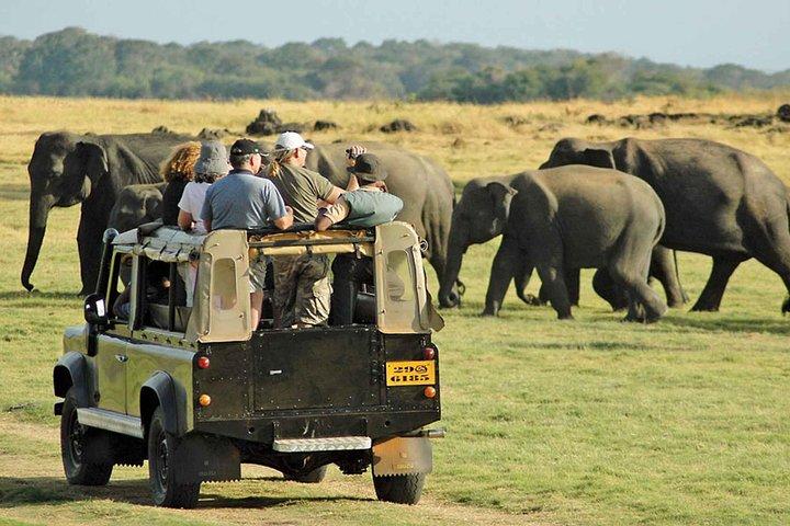 アヌラーダプラから:ミネリヤ国立公園プライベートジープサファリ