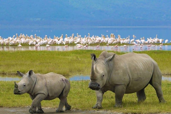 7 days safari to Masai Mara Nakuru ,Naivasha and Amboseli parks