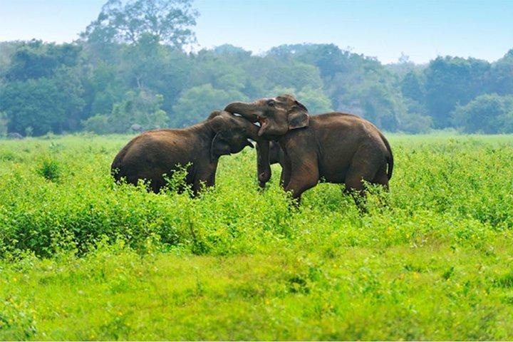Udawalawe Jeep Safari de Kalutara