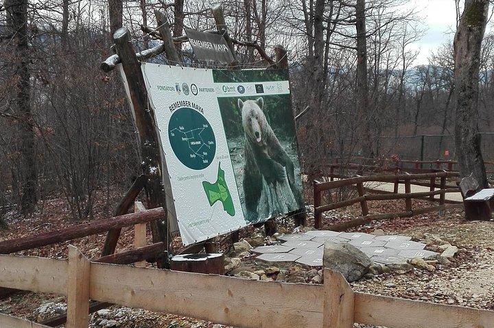 LiBEARty - Brown Bear Sanctuary från Zarnesti