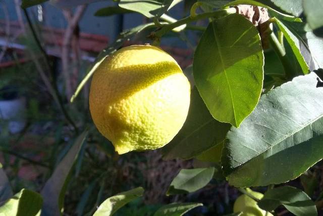 Limoncello & food