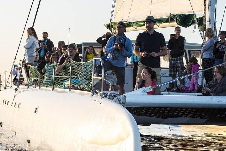Viagem de um dia de catamarã: Cap des Freus e Parque Natural Llevant