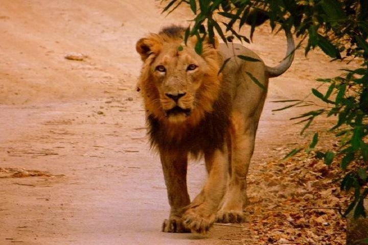 Tour du lion asiatique 02 nuits et 03 jours au départ de Rajkot