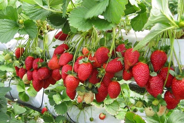 Day Trip to Cameron Highlands: Nature Escape from Kuala Lumpur