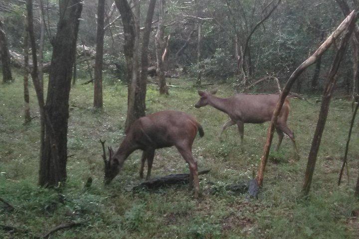 ネゴンボからのウィルパットゥ国立公園のオールインクルーシブプライベートサファリ