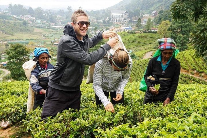Ankomst Transfer: Flygplats till Nuwara Eliya