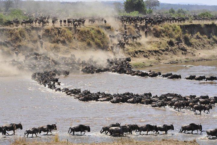 8 dages Tanzania Wildlife Safari Experience