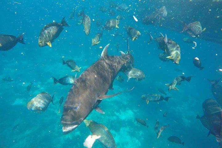 West Trip och snorkling Nusa Penida
