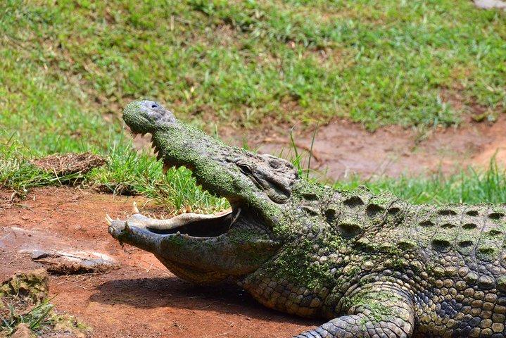 ダーバンからのペズル文化村と爬虫類公園の日帰りツアー