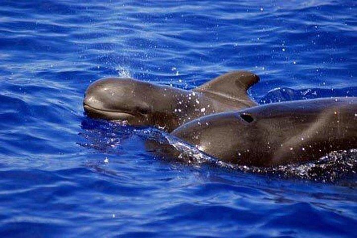 Private Yachttour mit Wal- und Delfinbeobachtung 33 Fuß Boot