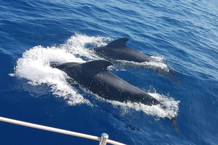 Private Yachttour mit Wal- und Delfinbeobachtung 33 Fuß Boot