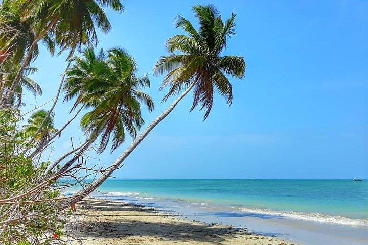 North Beach Praia do Forte und Guarajuba Tour