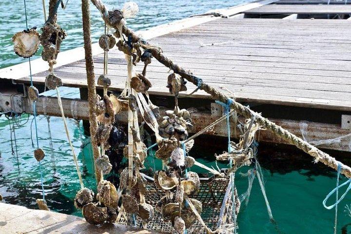 Visite privée de la campagne et de la Riviera du nord-ouest de Dubrovnik