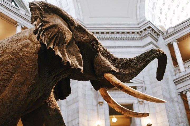 Museo Smithsonian de Historia Natural: visita guiada exclusiva