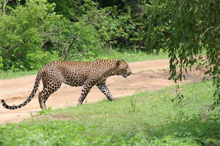 Særlige leoparder og elefanter safari - 04.30 til 11.30