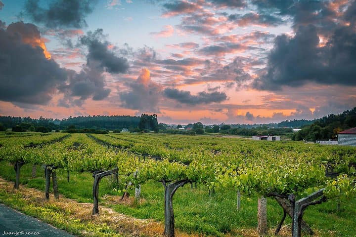 Albariño Private Wine Tour from Santiago de Compostela