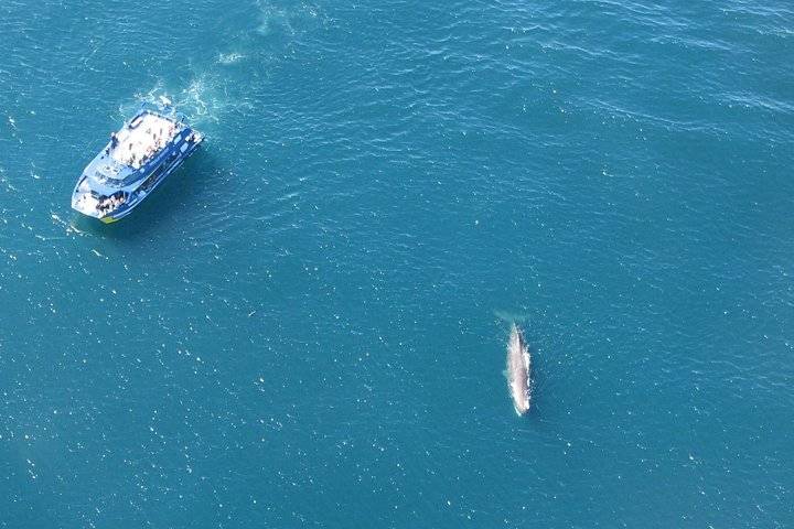 Kaikoura Whales, Christchurch