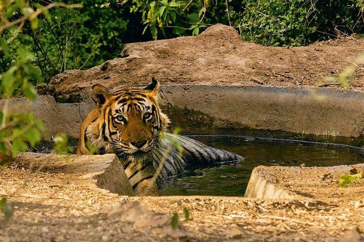 03 Giorni Private Wildlife Ranthambore Tiger Tour da Jaipur