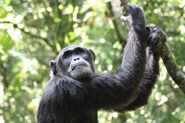 Uganda Wildlife Urlaub - 8 Tage