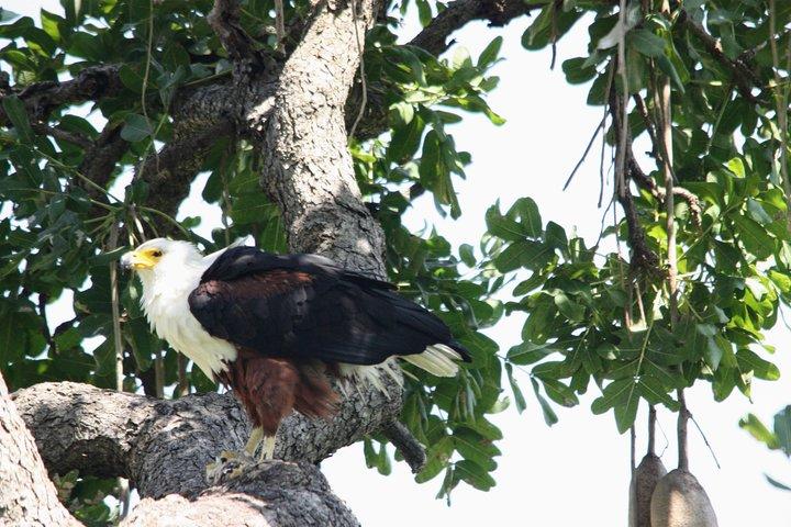 Uganda Wildlife Urlaub - 8 Tage