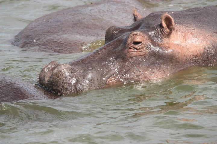 Uganda Wildlife Urlaub - 8 Tage