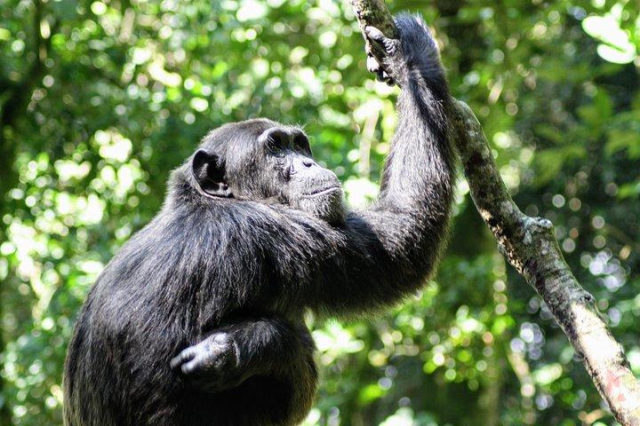 Safari alla ricerca di gorilla e scimpanzé - 4 giorni