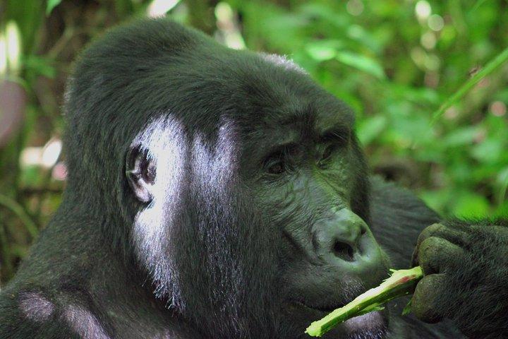 Safari alla ricerca di gorilla e scimpanzé - 4 giorni