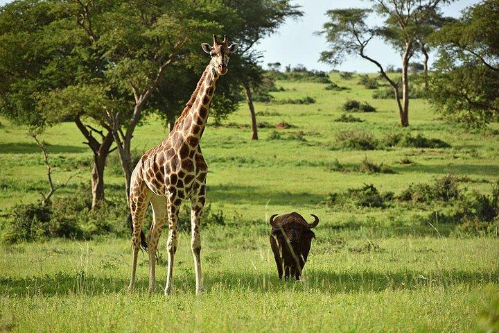 Gorilas de Uganda e safári de caça - 10 dias